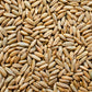 300 Wrens Abruzzi WINTER RYE Secale Cereale Grain Cover Crop Seeds