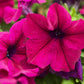 1000 SHANIN PETUNIA Integrifolia Violacea Pink Purple Wild Flower Seeds
