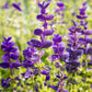 50 OXFORD BLUE SAGE Salvia Viridis Clary Painted Horminum Sage Herb Flower Seeds