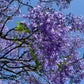 25 BLUE JACARANDA TREE ( Fern Tree / Brazilian Rose Wood / Green Ebony ) Jacaranda Mimosifolia Seeds