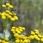 250 Yellow GOLDEN AGERATUM Lonas Inodora Flower Seeds