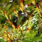10 FIRECRACKER VINE Flower Mina Lobata Exotic Love Spanish Flag Ipomoea Seeds