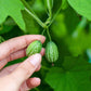 10 CUCAMELON Melothria Scabra Mouse Melon Mexican Gherkin Mini Watermelon Cucumber Fruit Vine Seeds