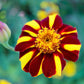 100 COURT JESTER MARIGOLD French Tagetes Patula Nana Red Yellow Striped Flower Seeds