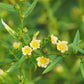 100 COUNTRY MALLOW (Bala / Flannel Weed) Sida Cordifolia Flower Seeds