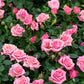 5 PINK ROSE Rosa Bush Shrub Perennial Flower Seeds