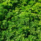 1500 TRIPLE CURLED PARSLEY Petroselinum Hortensis Herb Vegetable Seeds