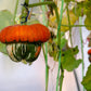 10 American TURKS TURBAN SQUASH Gourd Cucurbita Maxima Vine Seeds