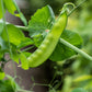 50 SNOW PEA Pisum Sativum Vegetable Seeds