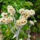 100 White SWEET EVERLASTING Gnaphalium Obtusifolium Butterfly Flower Herb Seeds