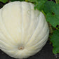 5 WHITE CASPER PUMPKIN White Skin Orange Flesh Cucurbita Maxima Vegetable Seeds