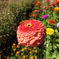 250 SALMON QUEEN ZINNIA Elegans California Giant Double Flower Seeds