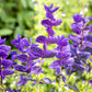 50 OXFORD BLUE SAGE Salvia Viridis Clary Painted Horminum Sage Herb Flower Seeds