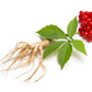 25 AMERICAN GINSENG Panax Quinquefolius Shade Herb Seeds