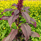 250 PRINCES FEATHER AMARANTHUS Cruentus Oeschberg Purple Red Flower Herb Seeds