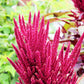 250 PRINCES FEATHER AMARANTHUS Cruentus Oeschberg Purple Red Flower Herb Seeds