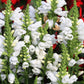 50 WHITE Showy OBEDIENT PLANT False Dragon Head Physostegia Virginiana Flower Seeds