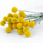 20 Yellow BILLY BUTTONS / WOLLYHEADS Craspedia Globosa Flower Seeds