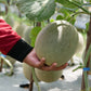 200 HALE'S Best JUMBO CANTALOUPE Orange Muskmelon Cucumis Melo Melon Fruit Seeds