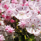 50 MOUNTAIN LAUREL White Pink Red Kalmia Latifolia Shrub Bush Seeds