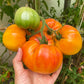 50 PINEAPPLE TOMATO Heirloom Beefsteak Indeterminate Solanum Fruit Vegetable Seeds