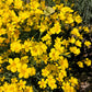 500 Organic GOLDEN FLAX Yellow Linseed Common Linum Flavum Flower Seeds