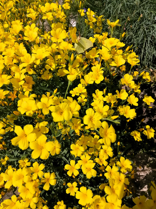 500 Organic GOLDEN FLAX Yellow Linseed Common Linum Flavum Flower Seeds
