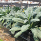 1500 LACINATO KALE Dinosaur Tuscan Black Brassica Oleracea Vegetable Seeds