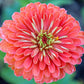 250 SALMON QUEEN ZINNIA Elegans California Giant Double Flower Seeds
