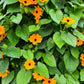 30 BLACK Eyed SUSAN VINE Thunbergia Alata Orange Yellow Black Flower Seeds