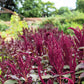 250 PRINCES FEATHER AMARANTHUS Cruentus Oeschberg Purple Red Flower Herb Seeds