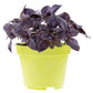 500 RED RUBIN BASIL Ocimum Basilicum Purpurascens Spicy Herb White & Lavender Flowers Seeds