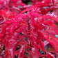 100 Tricolor EARLY SPLENDOR AMARANTHUS Hypochondricus Flower Seeds