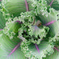 500 RED RUSSIAN KALE Brassica Oleracea Vegetable Seeds