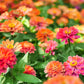 500 Mixed Colors CALIFORNIA GIANT ZINNIA Elegans Flower Seeds