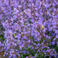 50 PERSIAN CATMINT Mussins Nepeta Racemosa Flower Seeds