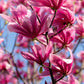 5 SAUCER MAGNOLIA x Soulangeana Denudata & Liliiflora 5 - 10" Pink & White Flower Tulip Tree Seeds