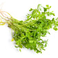 1000 Fine Curled PEPPERGRASS / PEPPERCRESS / WATERCRESS Lepidium Sativum Greens Sprouts Vegetable Sprouting Seeds