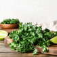 250 LEISURE CILANTRO / CORIANDER Coriandrum Sativum Herb Vegetable Seeds