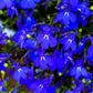 200 Electric Blue MONSOON LOBELIA Erinus Flower Seeds