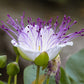 20 CAPER BUSH Edible Capers Flinders Rose Flower Capparis Spinosa Shrub Seeds
