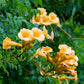 10 YELLOW HUMMINGBIRD TRUMPET Vine Flower Campsis Radicans Flava Climber Seeds