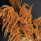 100 Organic HOT BISCUITS AMARANTHUS Cruentus Coppery Bronze Plumes Flower Seeds