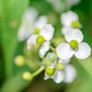 500 White Broadleaf ARROWHEAD Sagittaria Latifolia POND WETLAND Flower Seeds