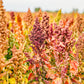 100 Organic BRILLIANT RAINBOW QUINOA Mix Mixed Colors Chenopodium Grain Greens Vegetable Seeds
