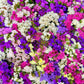 50 Pacific Mix STATICE (Sea Lavender) Mixed Colors  Limonium Sinuatum Flower Seeds