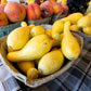 50 YELLOW CROOKNECK SQUASH Summer Cucurbita Pepo Crooked Neck Vegetable Seeds