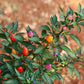 25 BOLIVIAN RAINBOW PEPPER Multi Colored Chili Capsicum Annuum Vegetable Seeds