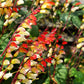 10 FIRECRACKER VINE Flower Mina Lobata Exotic Love Spanish Flag Ipomoea Seeds