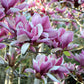 5 SAUCER MAGNOLIA x Soulangeana Denudata & Liliiflora 5 - 10" Pink & White Flower Tulip Tree Seeds